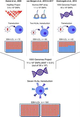 Optimized Whole Genome Association Scanning for Discovery of HLA Class I-Restricted Minor <mark class="highlighted">Histocompatibility Antigens</mark>